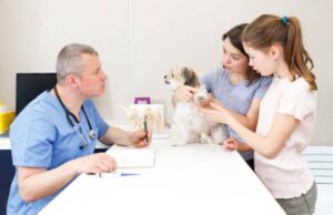 dog physical therapist
