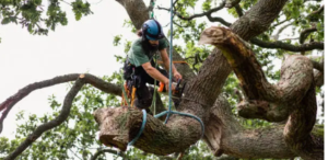 best tree removal