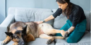 best therapy for dogs with hip dysplasia