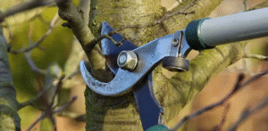 tree loppers Adelaide Hills