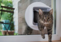 pet doors Adelaide